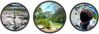 Large Amount of Land, Park with Trees, Child Playing