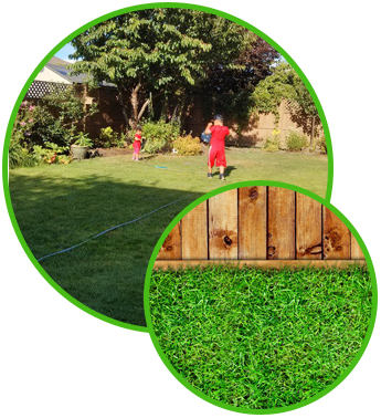 Backyard, Grass Next to a Wood Fence
