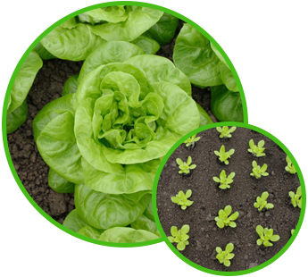 Lettuce